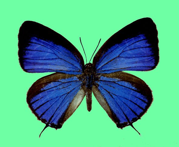 File:Arhopala matsutaroi female upperside.jpg