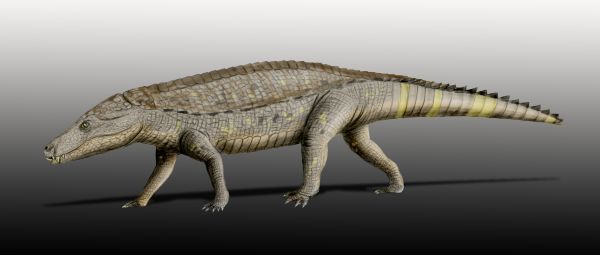 File:Armadillosuchus NT.jpg