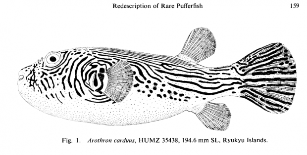 File:Arothron carduus drawing.png