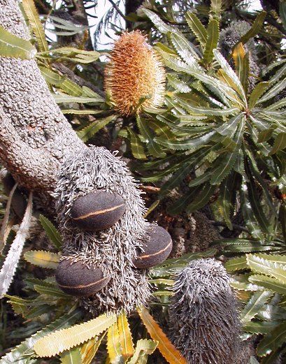 File:Banksia aemulafollicles cranbourne email.jpg