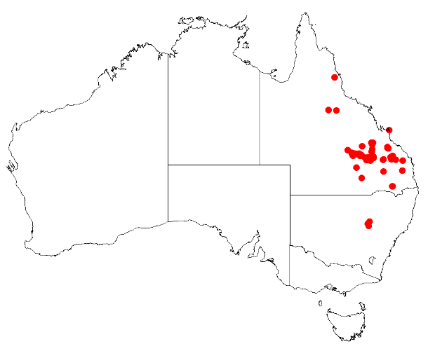 File:Boronia bipinnataDistMap15.png