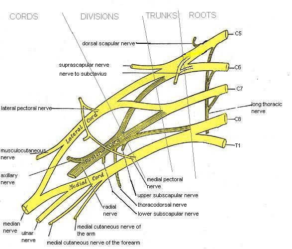 File:Brachial plexus.jpg