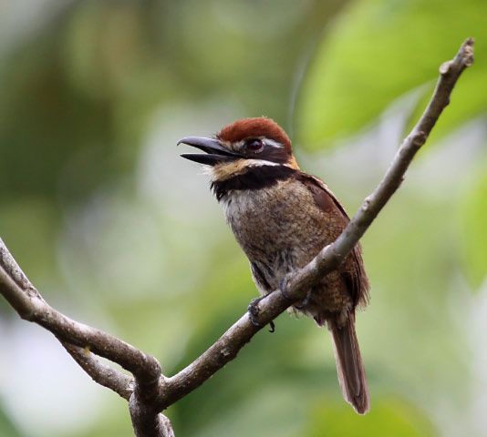 File:Chestnut-capped Puffbird.jpg