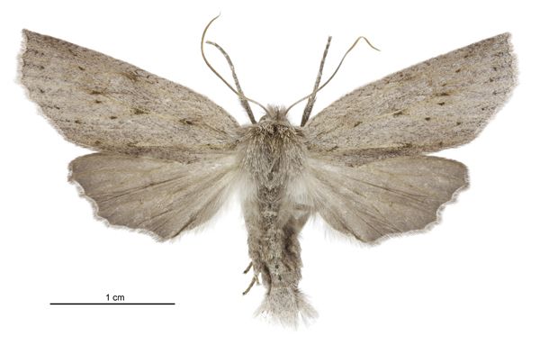 File:Declana leptomera female.jpg