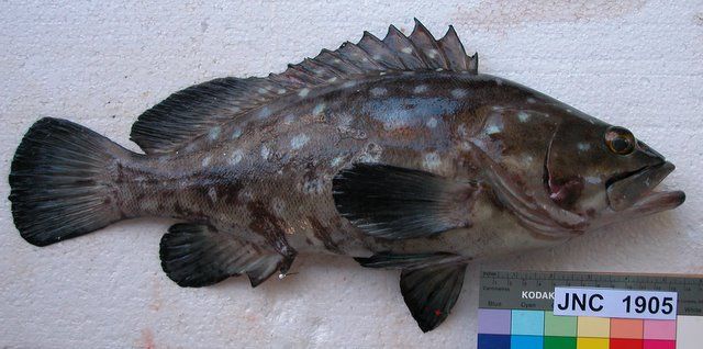 File:Epinephelus coeruleopunctatus New Caledonia.JPG