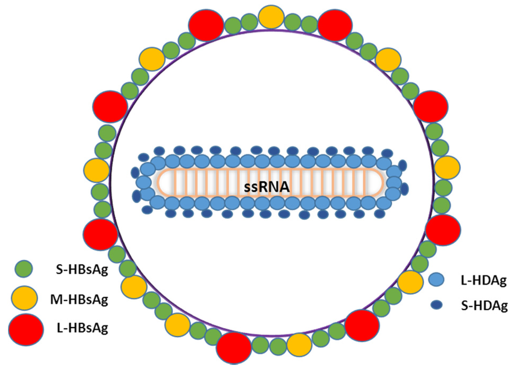 Hepatitis-d-virion-Pathogens-04-00046-g001-1024