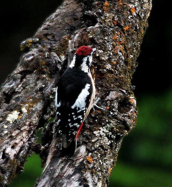 File:Himalayan Woodpecker (Male) I IMG 7381.jpg