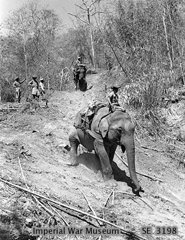 File:Indian forestry company use elephants.jpg