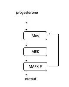 File:MAPK cascade.jpg