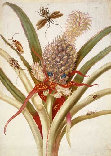 File:Merianananas.jpg