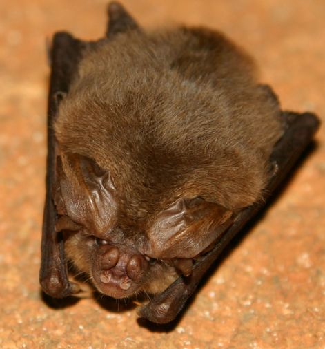 File:Ozark Big-eared Bat.jpg