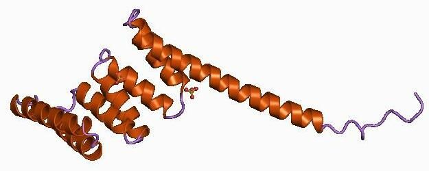 File:PDB 1a17 EBI.jpg