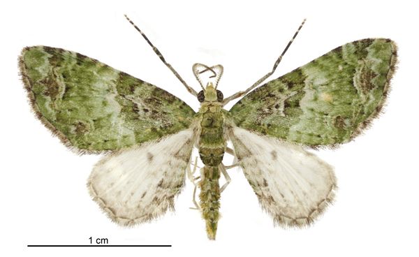 File:Pasiphila semochlora male.jpg