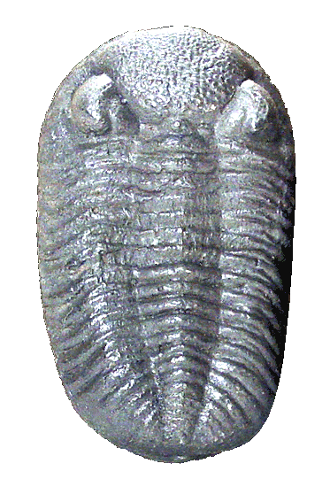 File:PhacopsRana.png