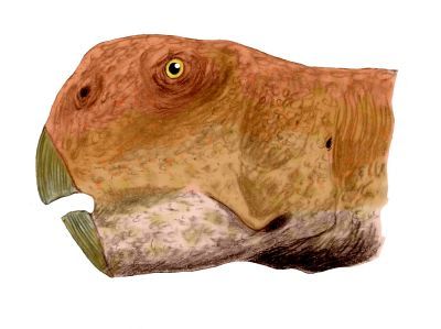 File:Psittacosaurus neimongoliensis BW.jpg