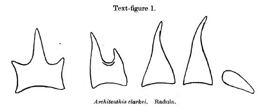 File:Radular teeth of Scarborough giant squid.jpg