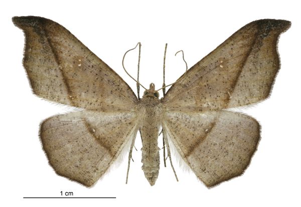 File:Sarisa muriferata female.jpg