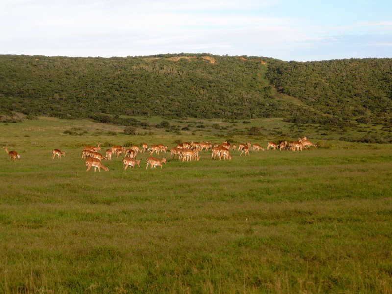 File:Shamwari Game Reserve, South Africa.jpg