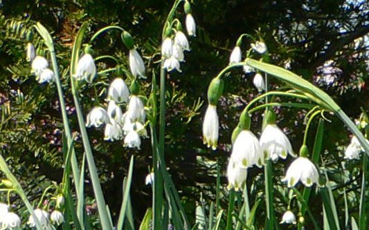 File:Summer snowflake - gravetye giant.jpg