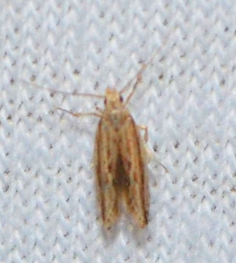 File:Symmetrischema striatella (10339077455).jpg