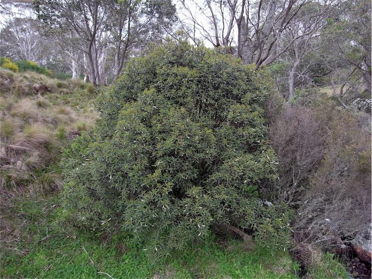 File:Tasmannia glaucifolia habit.jpg