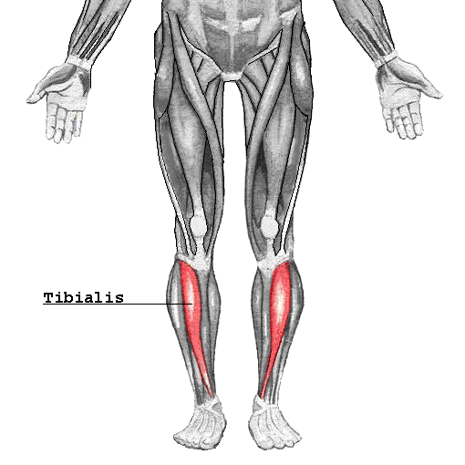 File:Tibialis.png