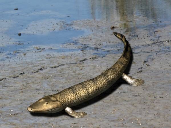 File:Tiktaalik NT small.jpg