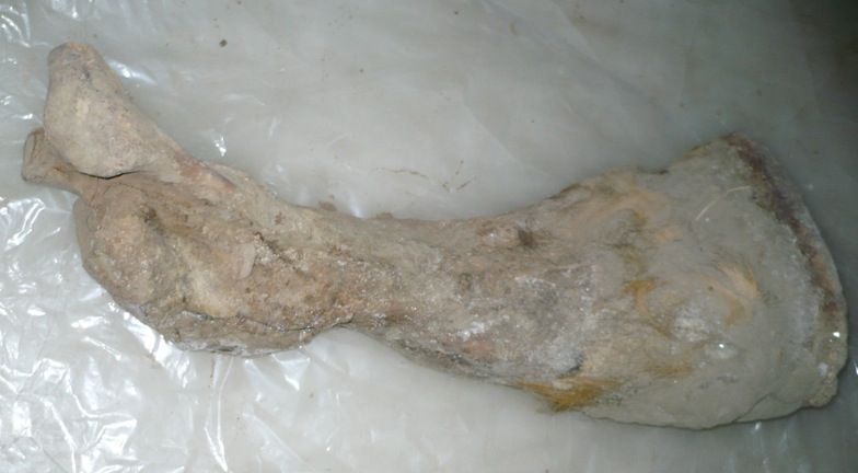 File:Yukagir mammoth leg.jpg