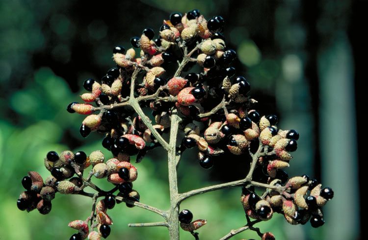 File:Zanthoxylum brachyacanthum fruit.jpg