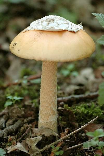 File:Amanita crocea - Lindsey.jpg