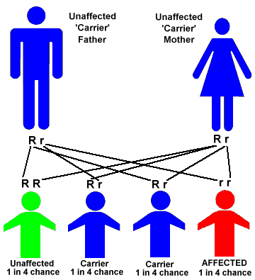 File:Autorecessive tay sachs.png