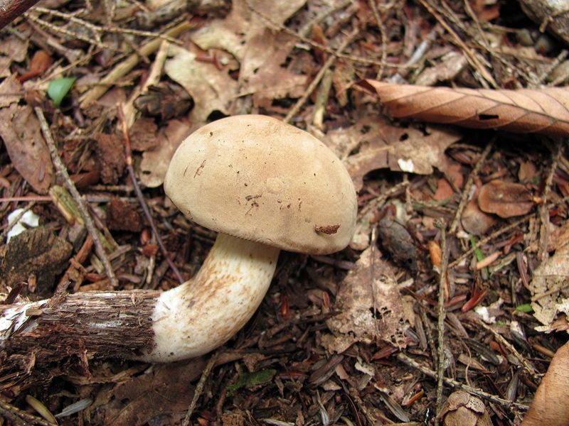 File:Boletus pallidus 100346.jpg