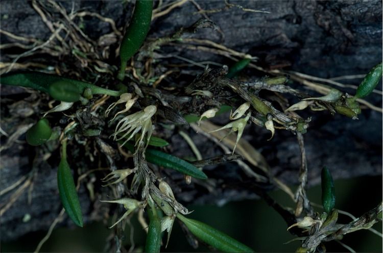 File:Bulbophyllum grandimesense.jpg