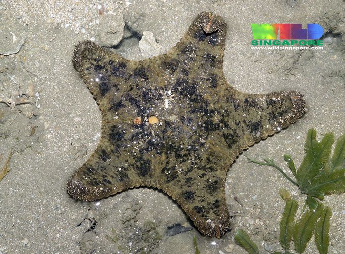 File:Cake sea star (Anthenea aspera) 2.jpg