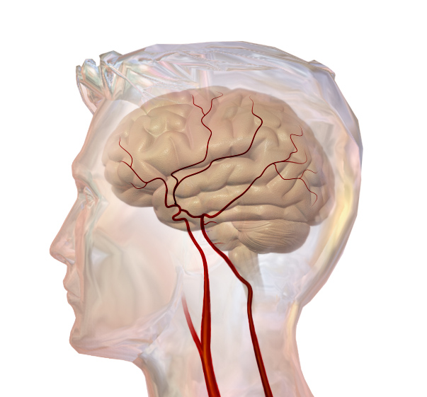 File:Cerebrovascular System.png