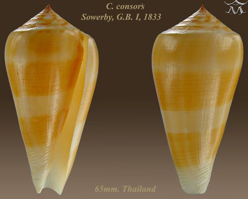 File:Conus consors 2.jpg