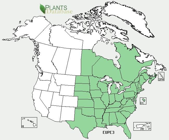 File:Eupatorium perfoliatum range map.jpg