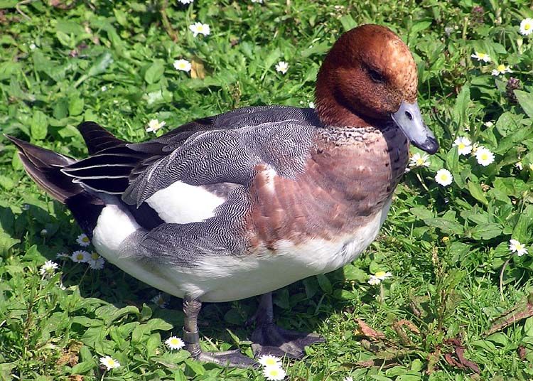 File:Eurasian.wigeon.2.arp.750pix.jpg