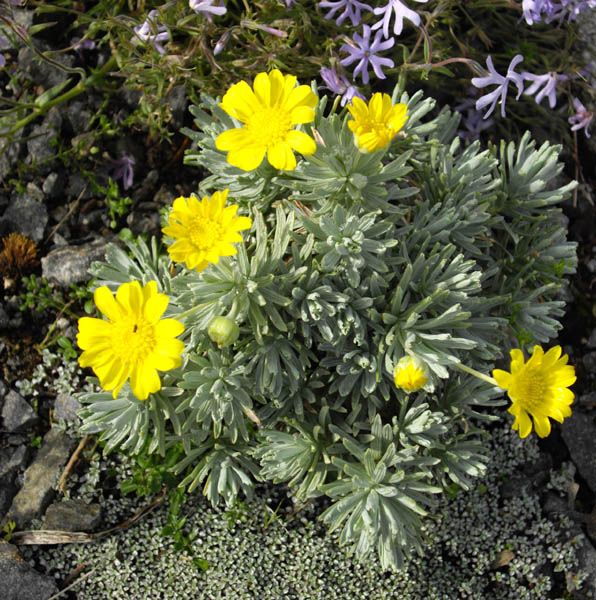 File:Euryops acraeus 1.JPG