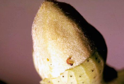 File:First instar RBW on cotton bud.jpg