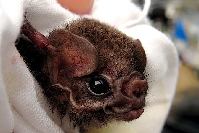 File:Hairy-legged vampire bat, Diphylla ecaudata (closeup).jpg