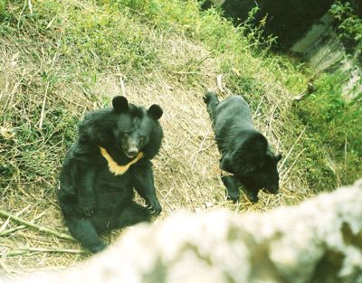 File:Himalayanblackbear.jpg