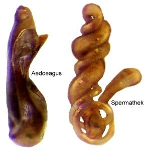 File:Ischnoglossa prolixa (Gravenhorst, 1802) genital (3724331920).jpg