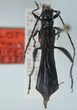 File:Isthmiade Vitripennis.jpg