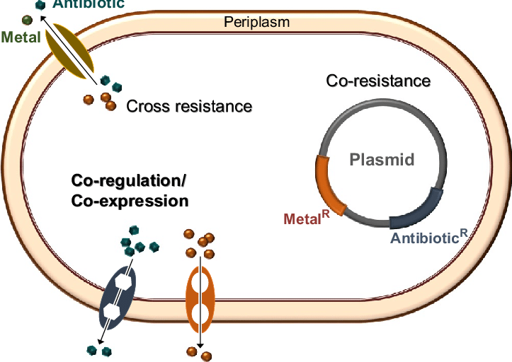 File:Mechanisms-of-cross-resistance-co-resistance-and-co-regulation-co-expression-of-metal.png