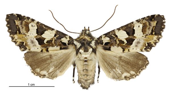 File:Meterana pauca female.jpg