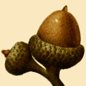 File:NAS-017f Quercus pumila acorn.png