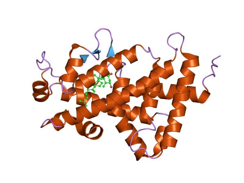 File:PDB 1ie9 EBI.jpg