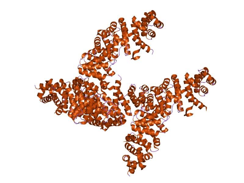 File:PDB 1jpw EBI.jpg