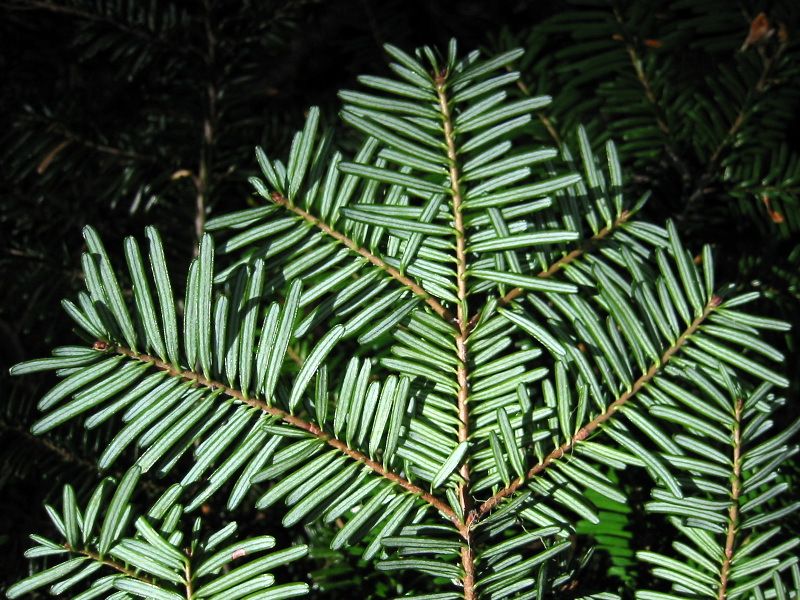 File:PacificSilverFir 7644.jpg